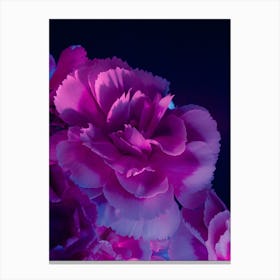 Carnations 2 Canvas Print