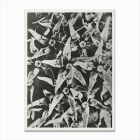 Showy Milkweed (1928), Karl Blossfeldt 2 Canvas Print