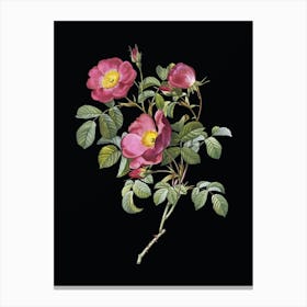 Vintage Rose of Love Bloom Botanical Illustration on Solid Black n.0710 Canvas Print