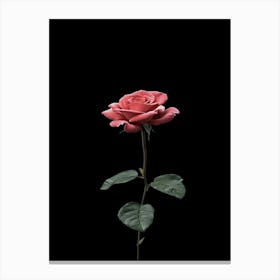 Single Rose Isolated On Black Background 3 Canvas Print