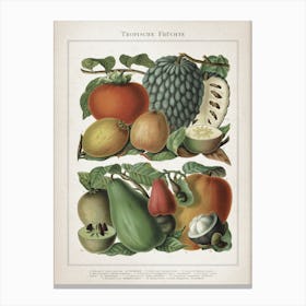Vintage Meyers 6 Tropische Früchte Canvas Print