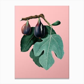 Vintage Fig Botanical on Soft Pink n.0942 Canvas Print