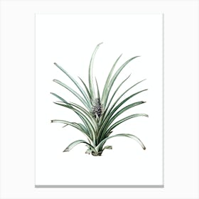 Vintage Pineapple Botanical Illustration on Pure White n.0966 Canvas Print