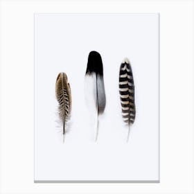 Three Feathers Canvas Print