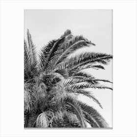 Black And White Palm Tree in Italy | Travel photography Canvas Print