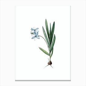 Vintage Gladiolus Plicatus Botanical Illustration on Pure White n.0913 Canvas Print