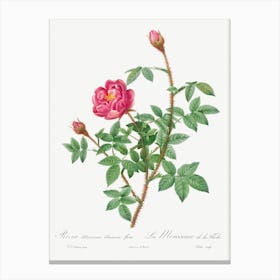 Anemone Flowered Rose Muscosa, Pierre Joseph Redoute Canvas Print