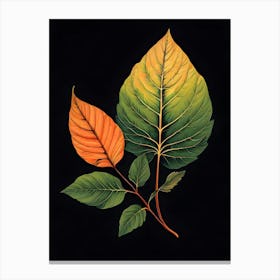 Two Leaves On A Black Background Canvas Print