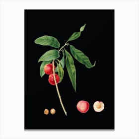 Vintage Apricot Botanical Illustration on Solid Black n.0264 Canvas Print