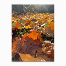 Autumn Leaves 2 Canvas Print