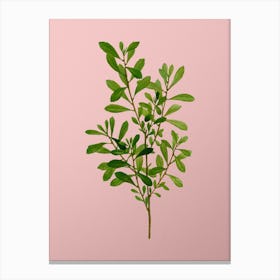 Vintage Bog Myrtle Botanical on Soft Pink n.0041 Canvas Print