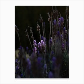 The Sunlight Picking Out Purple Flowers Canvas Print