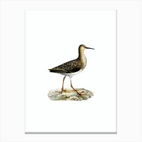 Vintage Ruff Female Bird Illustration on Pure White n.0211 Canvas Print