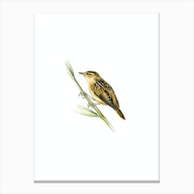 Vintage Aquatic Warbler Bird Illustration on Pure White Canvas Print