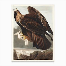 Golden Eagle, Birds Of America, John James Audubon Canvas Print