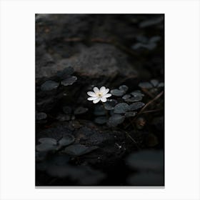 White Flower In The Dark 7 Canvas Print