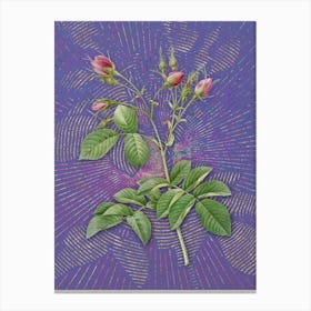 Vintage Evrat's Rose with Crimson Buds Botanical Illustration on Veri Peri n.0545 Canvas Print