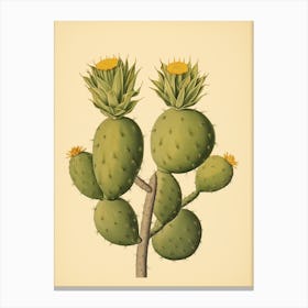 Vintage Cactus Illustration Lemon Ball Cactus 2 Canvas Print