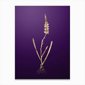 Gold Botanical Ixia Cepacea on Royal Purple n.1709 Canvas Print