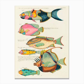 Colourful And Surreal Illustrations Of Fishes Found In Moluccas (Indonesia) And The East Indies, Louis Renard(66) Canvas Print