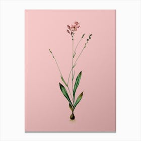 Vintage Gladiolus Junceus Botanical on Soft Pink n.0716 Canvas Print