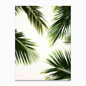 Palm Leaves On White Background 2 Canvas Print