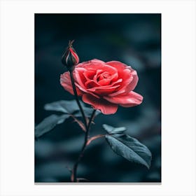 Rose In The Dark 30 Canvas Print