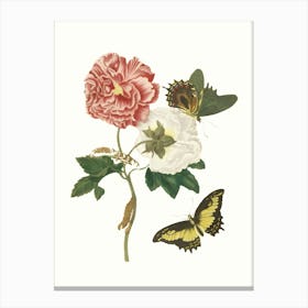 Roses And Butterflies Canvas Print