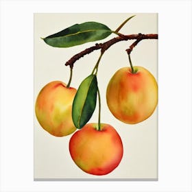 Feijoa Watercolour Fruit Painting Fruit Canvas Print