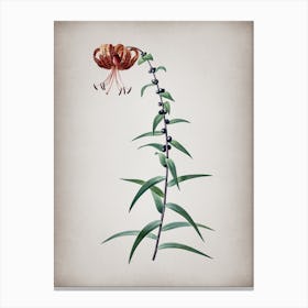 Vintage Tiger Lily Botanical on Parchment n.0551 Canvas Print