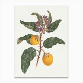 Solanum Incanum L. (Wild Egg Plant), Luigi Balugani Canvas Print