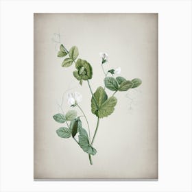 Vintage White Pea Flower Botanical on Parchment n.0800 Canvas Print