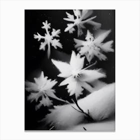 Delicate, Snowflakes, Black & White 1 Canvas Print