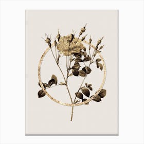 Gold Ring Anemone Flowered Sweetbriar Rose Glitter Botanical Illustration n.0077 Canvas Print
