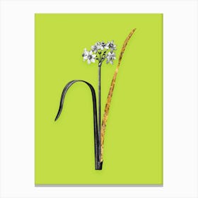 Vintage Cowslip Cupped Daffodil Black and White Gold Leaf Floral Art on Chartreuse n.1085 Canvas Print