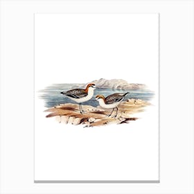 Vintage Red Capped Plover Bird Illustration on Pure White Canvas Print