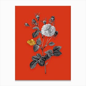 Vintage Pink Agatha Rose Black and White Gold Leaf Floral Art on Tomato Red n.0371 Canvas Print