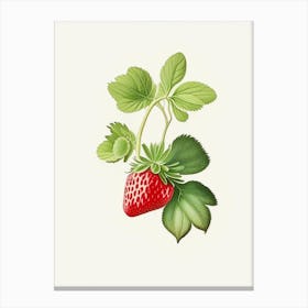 Everbearing Strawberries, Plant, Marker Art Illustration 1 Canvas Print