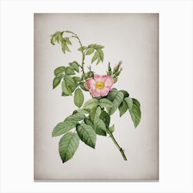 Vintage Apple Rose Botanical on Parchment n.0370 Canvas Print