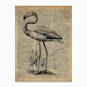 Flamingo Bird Canvas Print