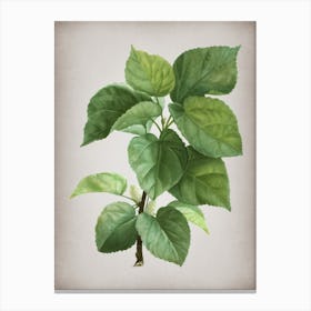 Vintage White Mulberry Plant Botanical on Parchment n.0730 Canvas Print