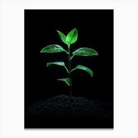 Green Plant Growing On Black Background Canvas Print