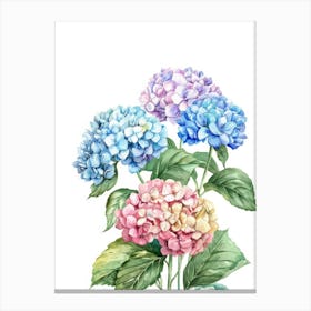 Watercolor Hydrangeas 1 Canvas Print