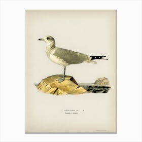 Common Gull, The Von Wright Brothers 1 Canvas Print