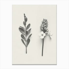 Freesia Flower Photo Collage 4 Canvas Print