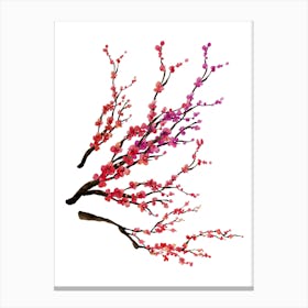 Cherry Blossoms Isolated On White Canvas Print