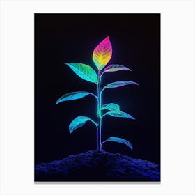 Rainbow Plant 21 Canvas Print