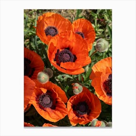 Red poppy blossoms and buds Canvas Print