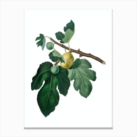 Vintage Fig Botanical Illustration on Pure White n.0636 Canvas Print