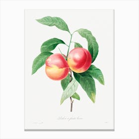 Peaches On A Branch, Pierre Joseph Redouté Canvas Print